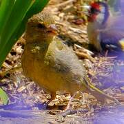 European Greenfinch