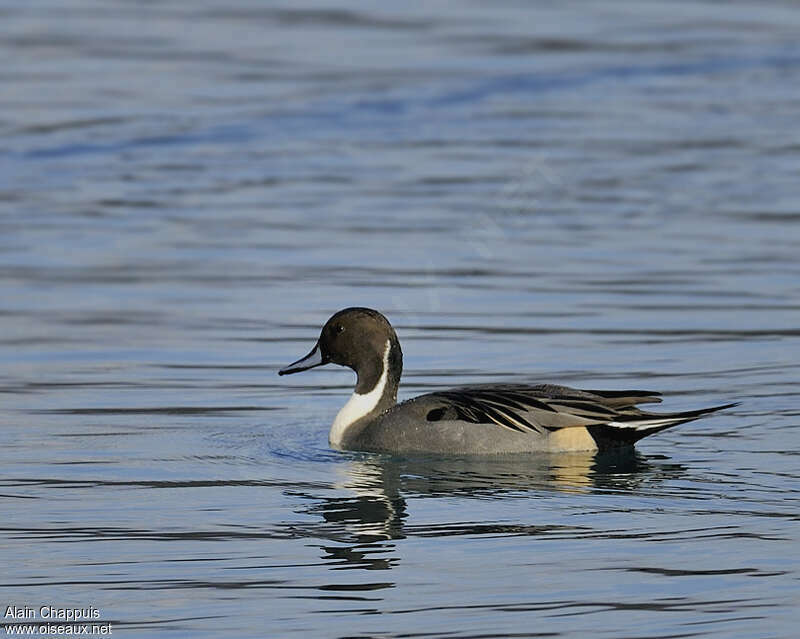 Northern Pintail male adult, identification, swimming