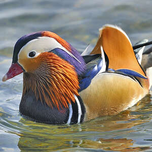 Canard mandarin