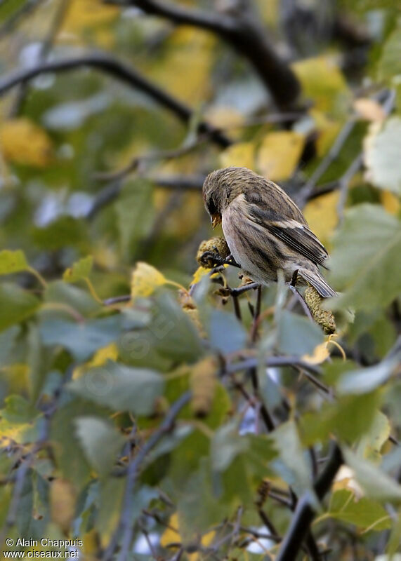 Redpoll male, identification, feeding habits, Behaviour