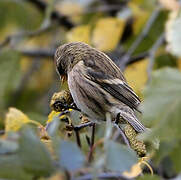 Redpoll