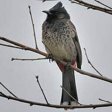 Bulbul à ventre rouge