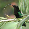 Colibri madère