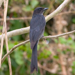 Drongo à gros bec