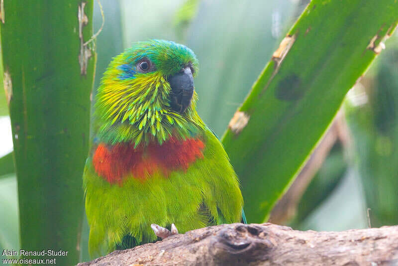 Salvadori's Fig Parrot - Psittaculirostris salvadorii male adult ...