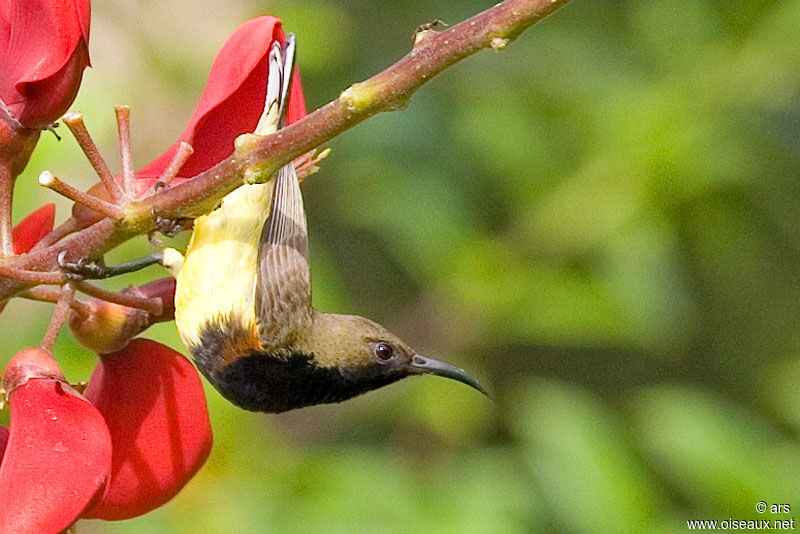 Ornate Sunbird, identification