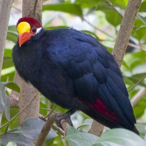 Violet Turaco - Musophaga violacea