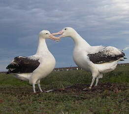 Albatros hurleur