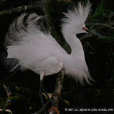 Aigrette neigeuse