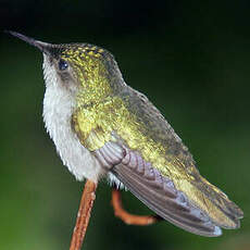 Colibri huppé