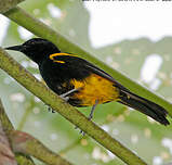 Oriole de Porto Rico