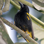 Oriole de Porto Rico