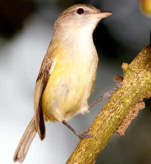 Puerto Rican Vireo - Vireo latimeri