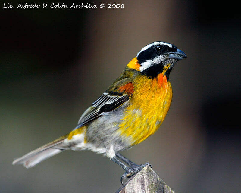 Male Spindalis Zena