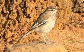 White-browed Scrub Robin