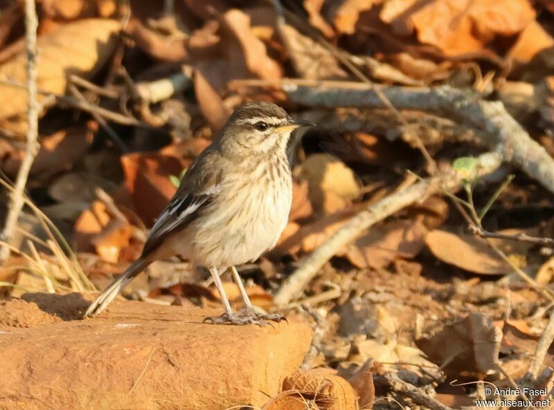 White-browed Scrub Robin