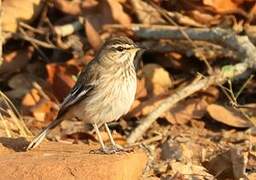 White-browed Scrub Robin