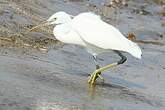 Aigrette des récifs