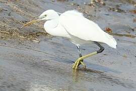 Western Reef Heron