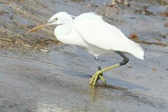 Aigrette des récifs