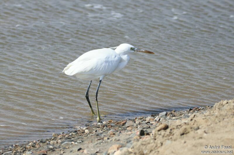 Aigrette des récifs