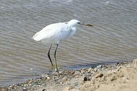 Aigrette des récifs