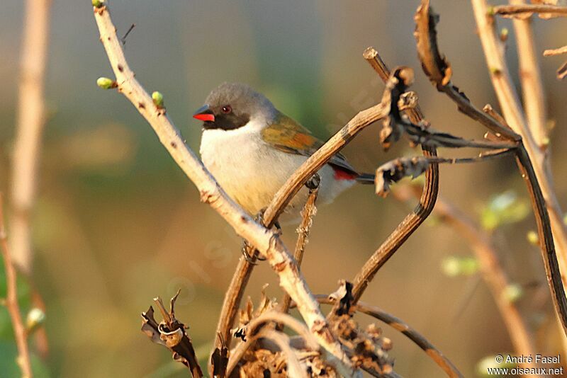 Swee Waxbill