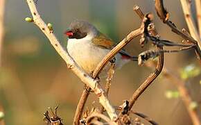 Swee Waxbill