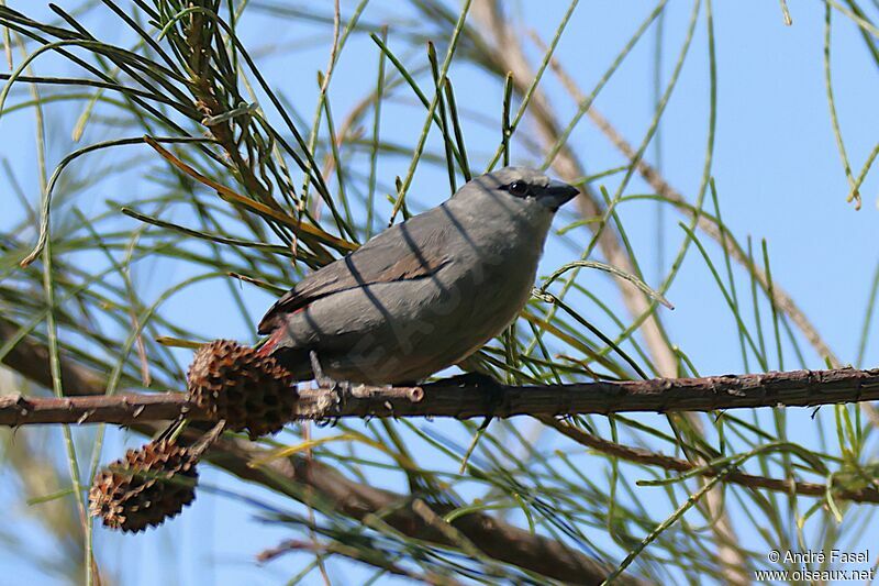 Grey Waxbill