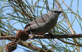 Grey Waxbill