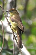 Bulbul à poitrine jaune