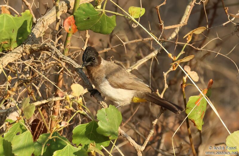 Cape Bulbul