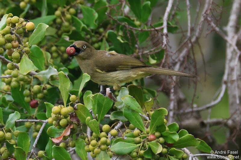 Bulbul importun