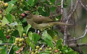 Bulbul importun