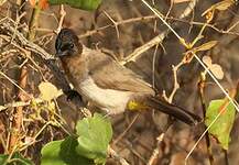 Bulbul tricolore