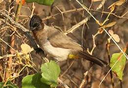 Bulbul tricolore