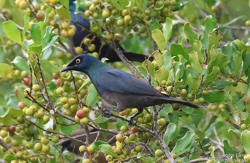 Black-bellied Starling