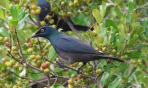 Black-bellied Starling