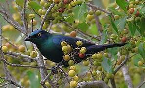 Black-bellied Starling