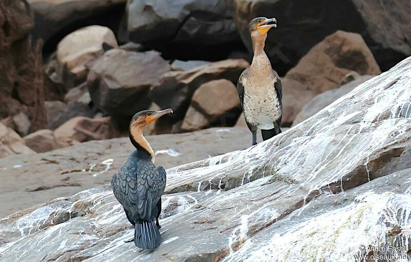 White-breasted Cormorant