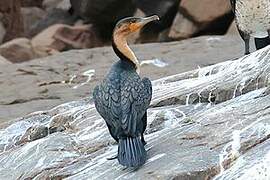 White-breasted Cormorant