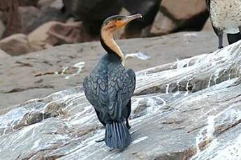 Cormoran à poitrine blanche