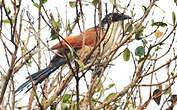 Coucal de Burchell