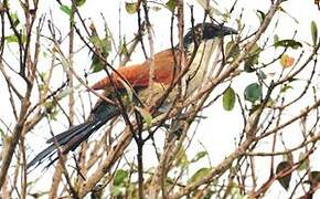 Burchell's Coucal