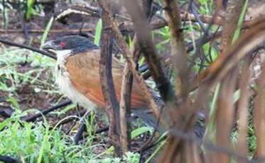 Coucal de Burchell