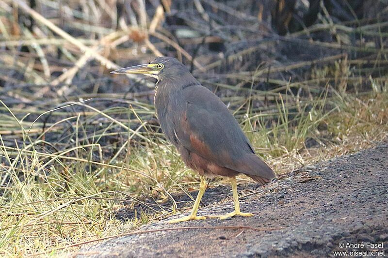 Rufous-bellied Heron