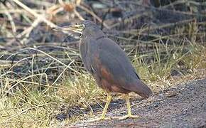 Rufous-bellied Heron