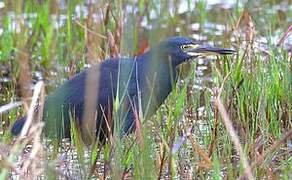 Rufous-bellied Heron