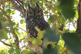 Spotted Eagle-Owl