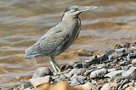 Striated Heron